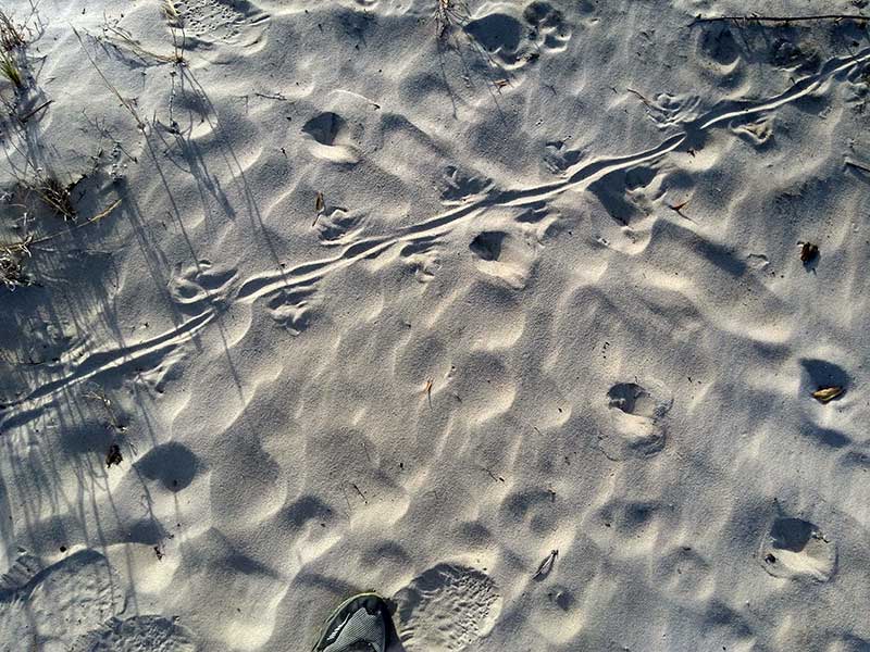 lizard trail in sand, Uruguay