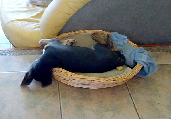 puppy sleeping in basket