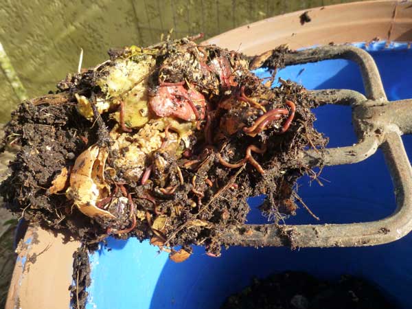 worms