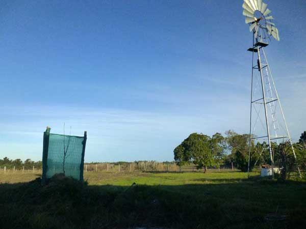 tree&windmill