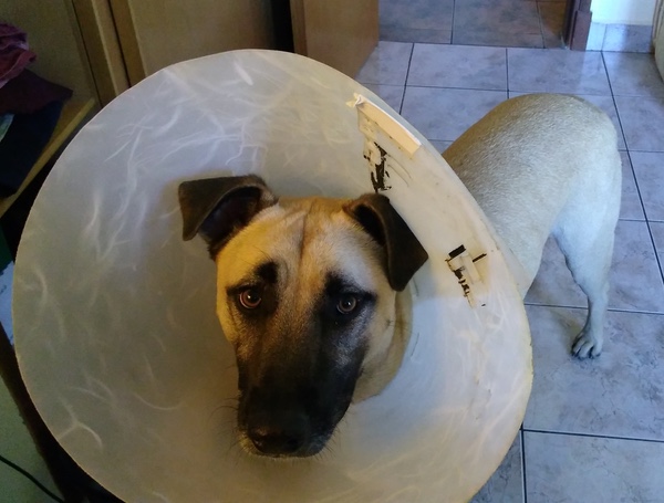 dog with collar