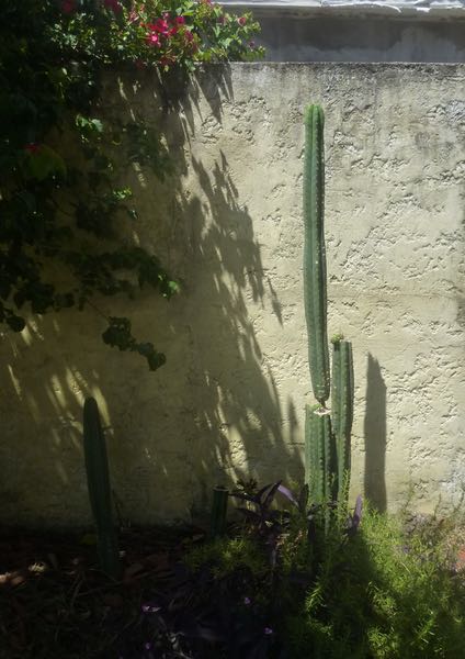 San Pedro cactus
