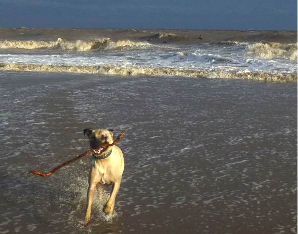 dog, surfer background, Atlántida, Uruguay