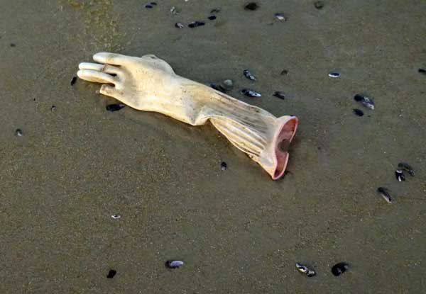 glovefish