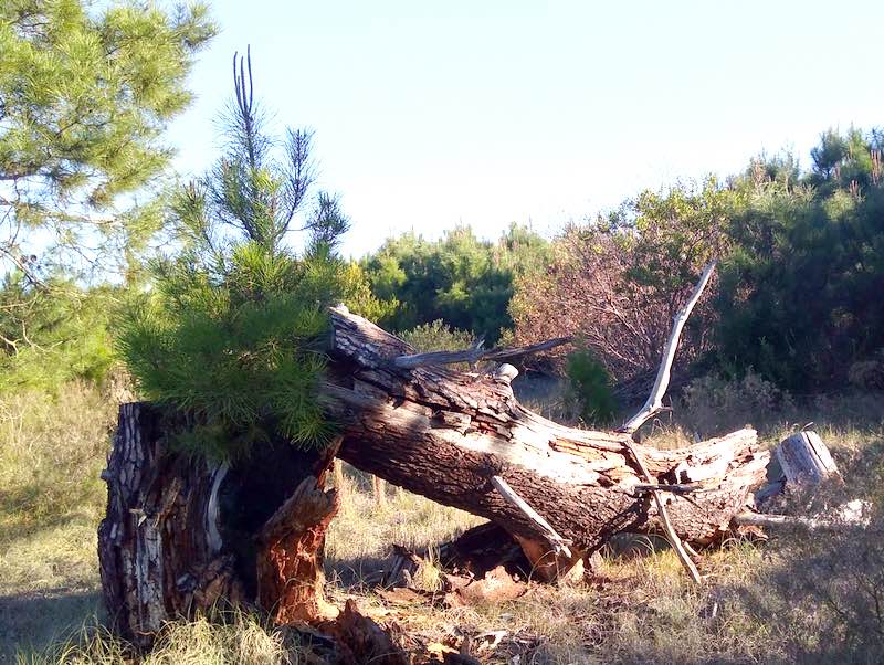 pine tree sprouting in dead pine, Uruguay