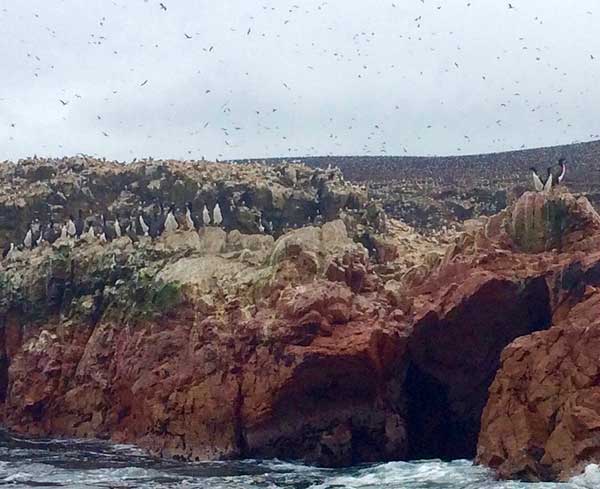 Penguins, Ballestas Islands, Paracas Peru
