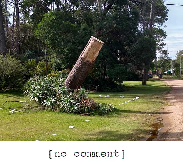 phallic tree, Atlántida, Uruguay