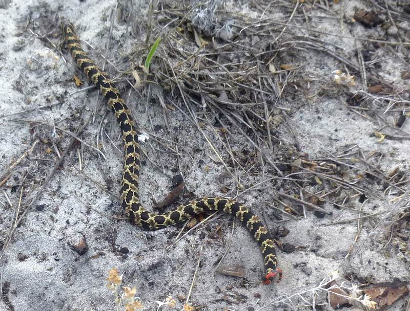 Unidentified snake, Canelones, Uruguay