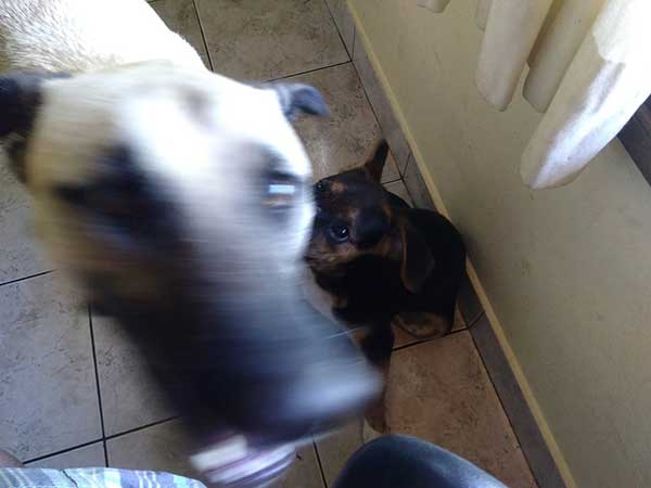 dogs