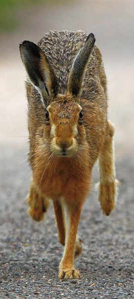 jackrabbit