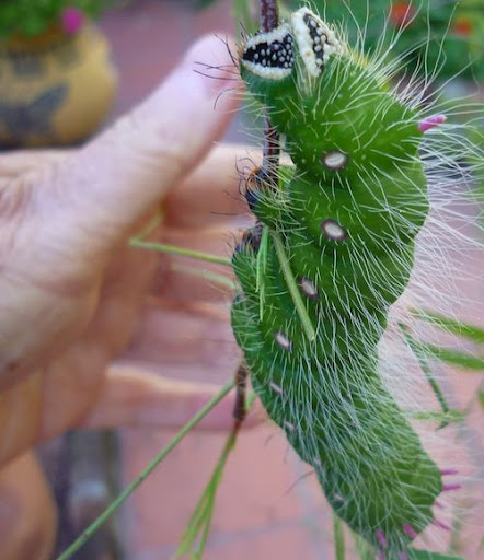 Giant caterpillar, coastal Uruguay