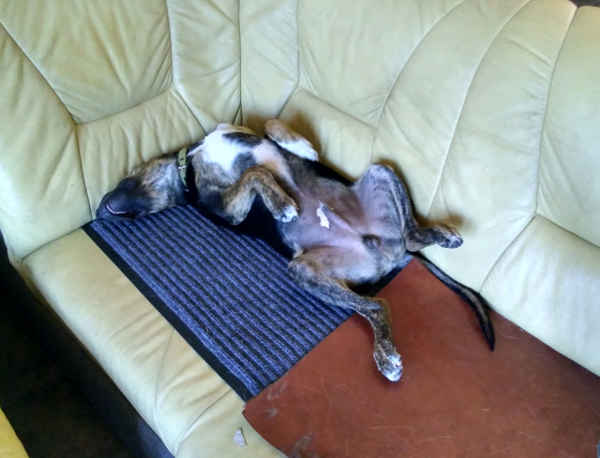 puppy upside-down on couch