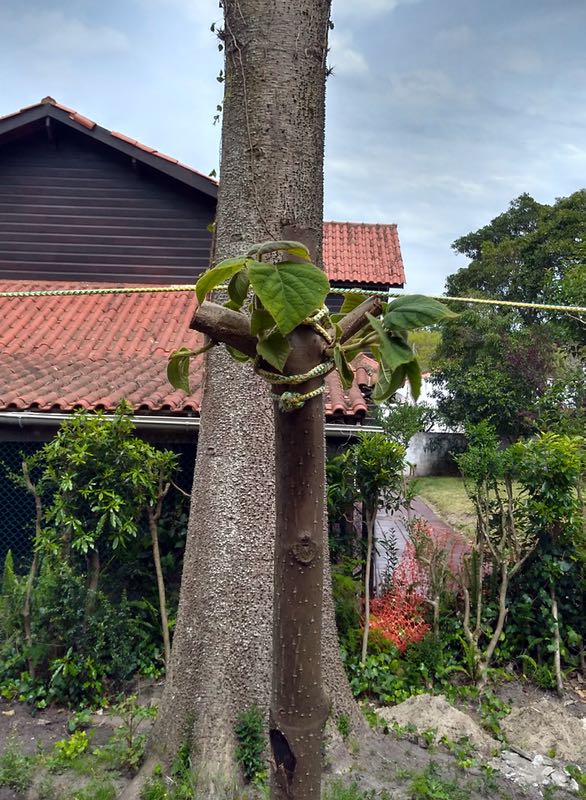 post growing, Uruguay