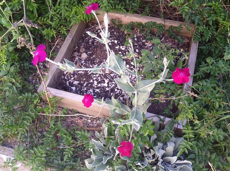 wildflowers, Uruguay