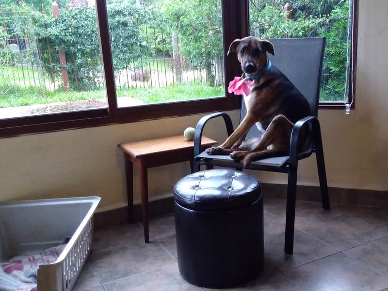 dog chair