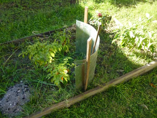 Makeshift reflector for pepper plants in winter