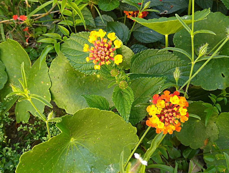 wildflowers, Uruguay