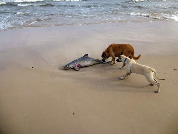 Dogs encounter dead river dolphin, beach, Atlántida, Canelones, Uruguay