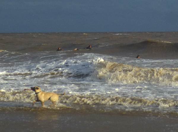 dog, surfers, Atlántida, Uruguay