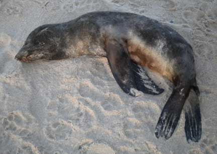 Small dead seal on beach, Atlántida, Uruguay