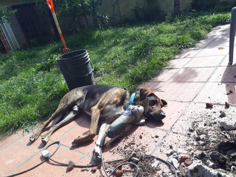 sleeping dog
