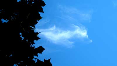 sylphs05