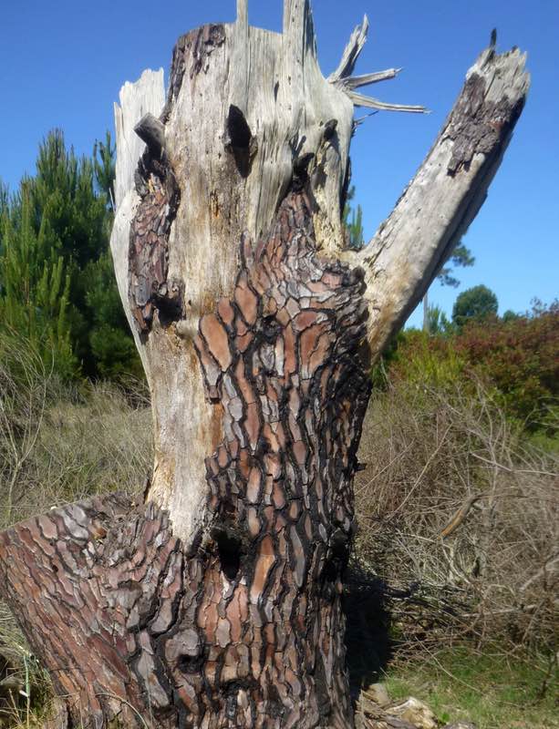 tree stump