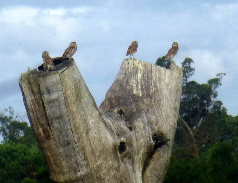 Watchful owls in Uruguay