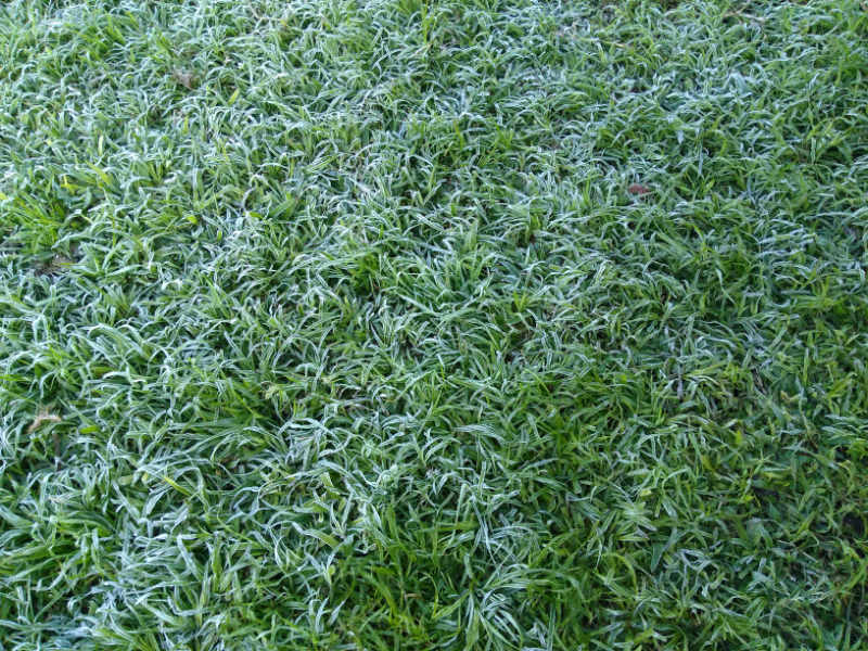 First frost 2018 Uruguay