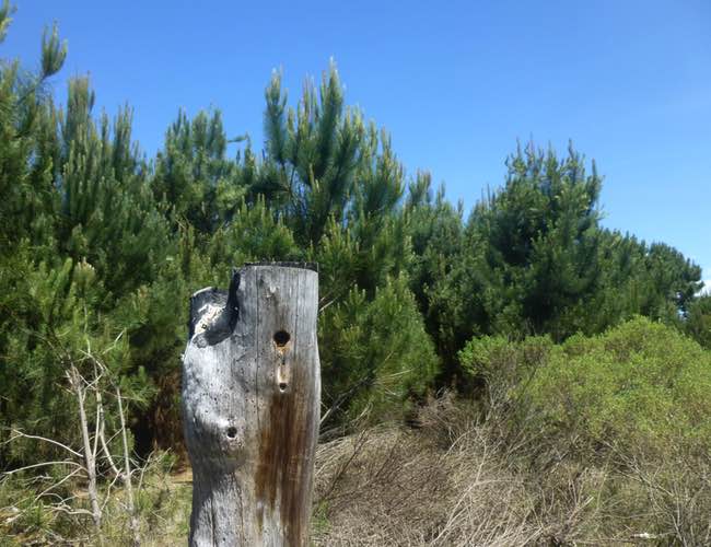 tall stump with bird nest