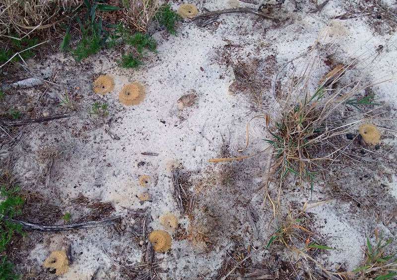 multicolored ant hills, Atlántida, Uruguay