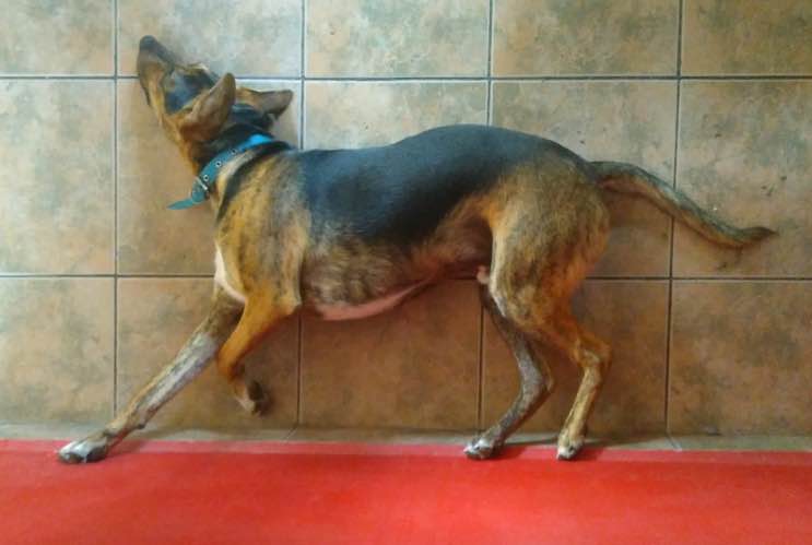 dog on floor