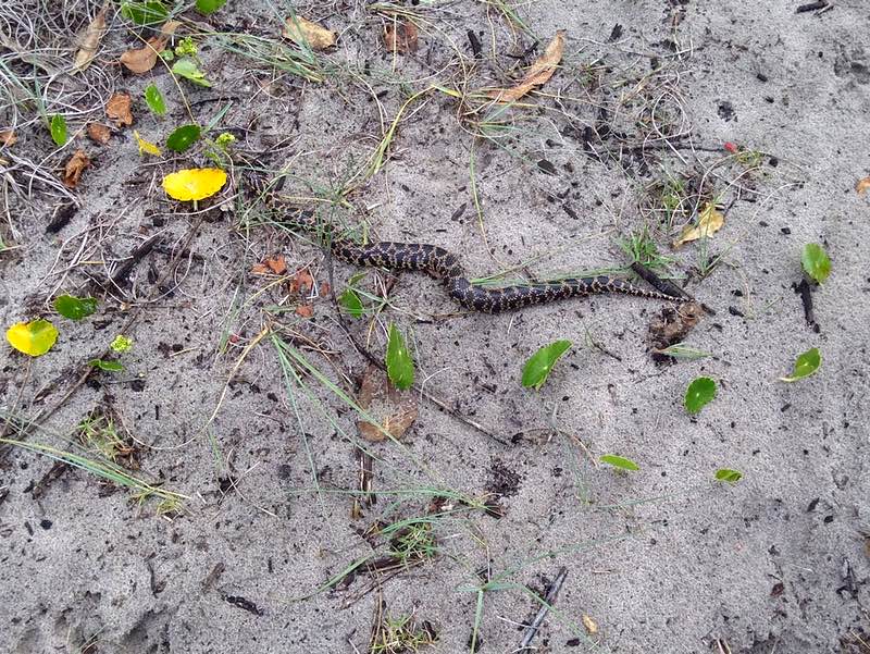 snake
