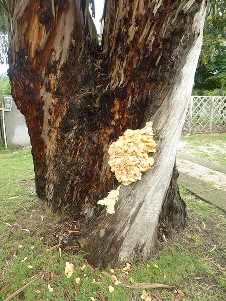 fungus/mushrooms on eucalyptus tree, Uruguay