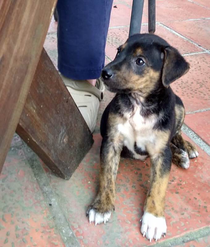 puppy
