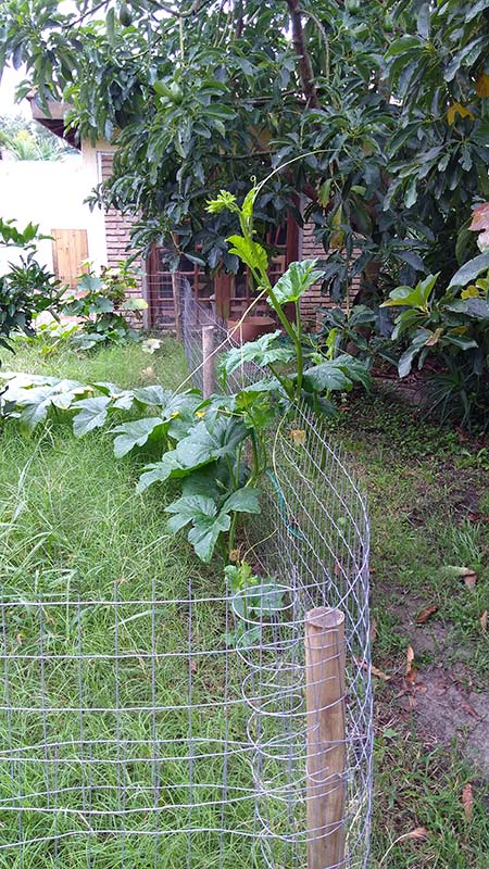 Ambitious squash plant, Uruguay