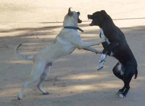 dogdance-3