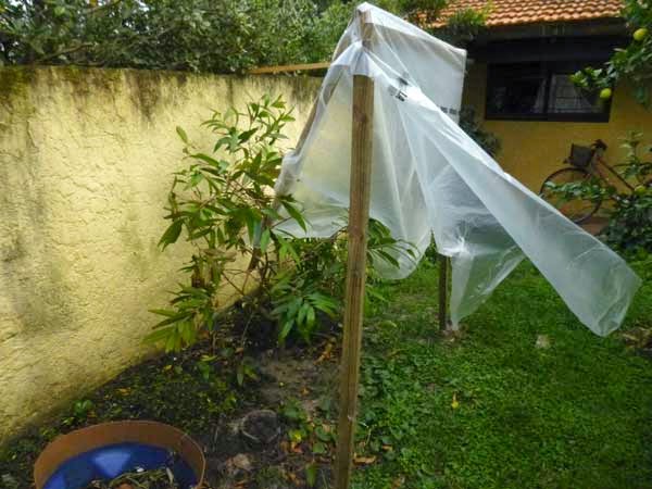 mango tree in back yard
