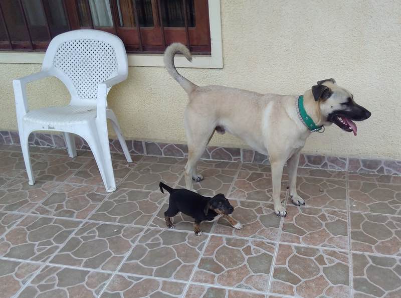 dogs