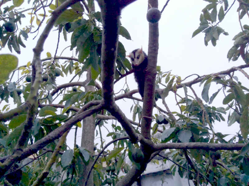comadreja - possum - in avocado tree