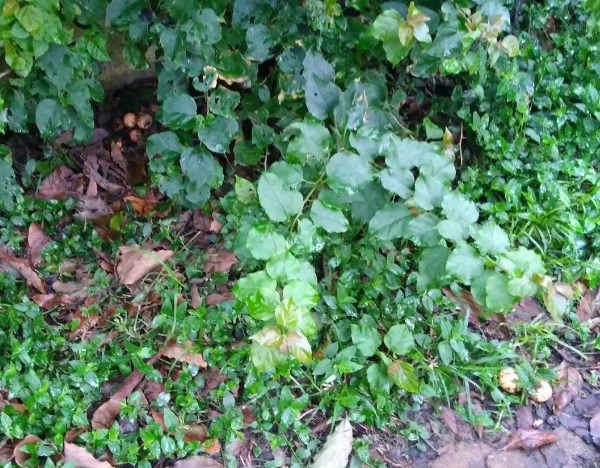 Possum damage to avocado harvest