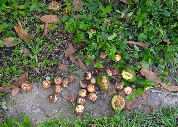 avocados consumed by possum (comedreja)