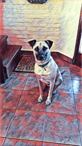 Dog waiting for walk