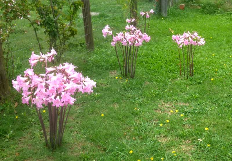 Strange flowers without leaves, Uruguay