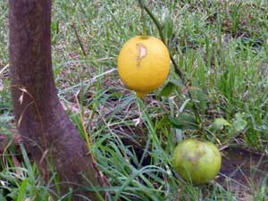 lemon-p