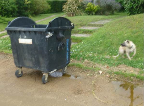 Dog just jumped from trash container