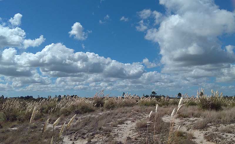 Fluffy clouds and pampas grass, Uruguay
