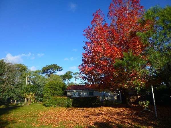 Fall foliage, Atlántida, Uruguay