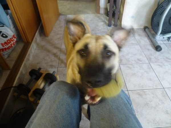 banji-tennis-ball