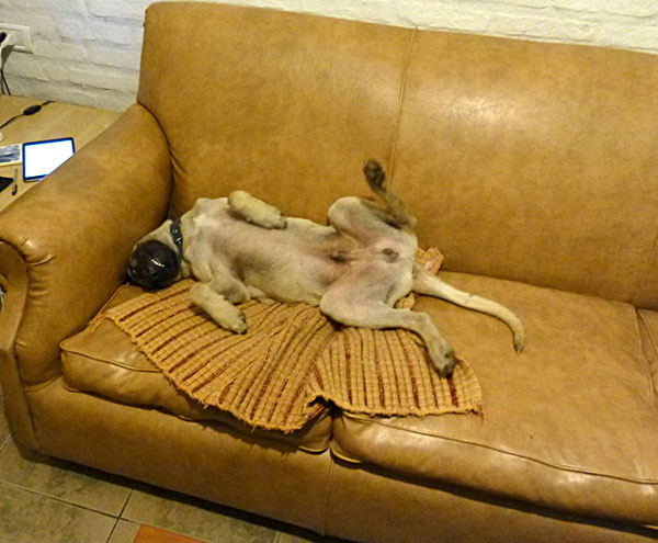 dog on couch